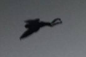 Mothman sighting, Point Pleasant, 1966